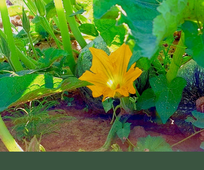 Ölkürbis aus eigenem Anbau für Steirisches Kürbiskernöl g.g.A. in der Steiermark