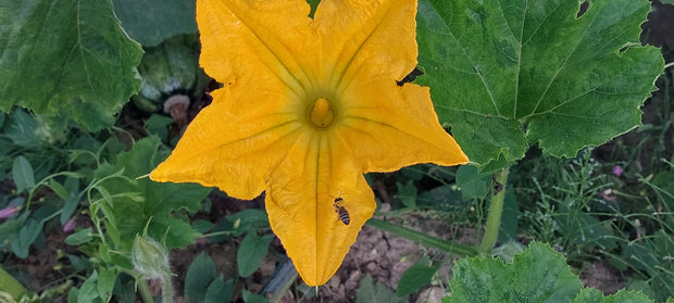 Nahaufnahme einer Ölkürbisblüte aus eigenem Anbau